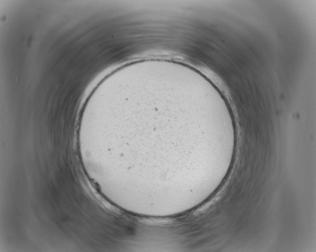 X0000085081296200704021427