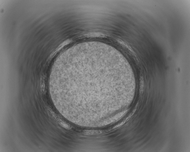 X0000085081305200704021426