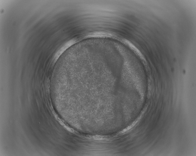 X0000085081329200704021427