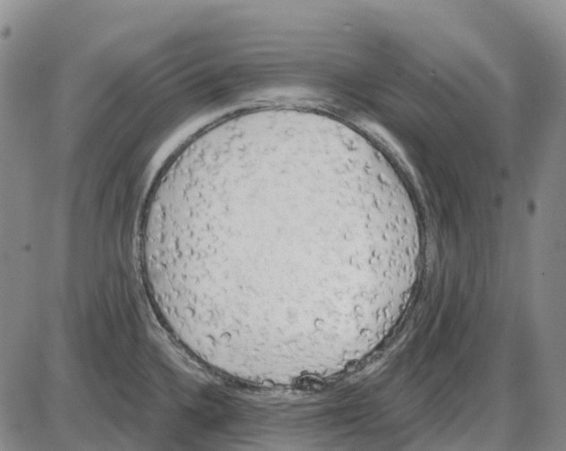 X0000085081336200704021427