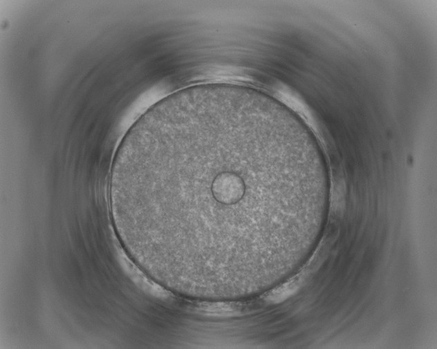 X0000085081338200704021427