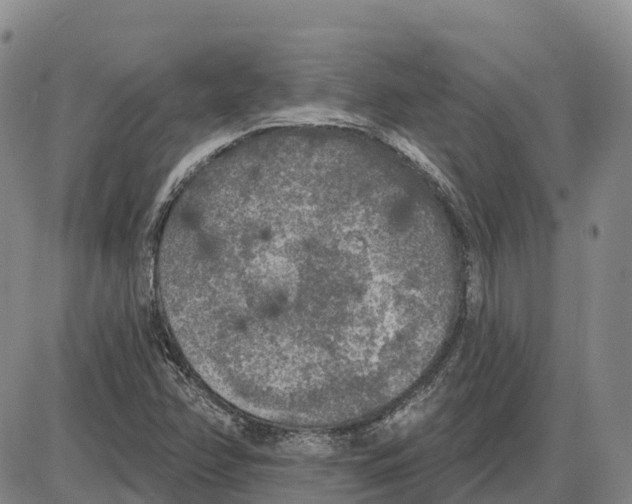 X0000085081358200704021426