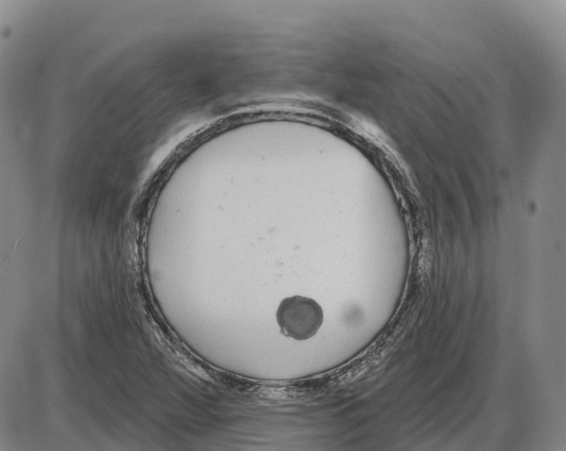 X0000085081360200704021426