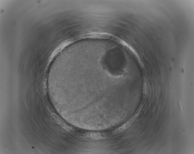 X0000085081362200704021426