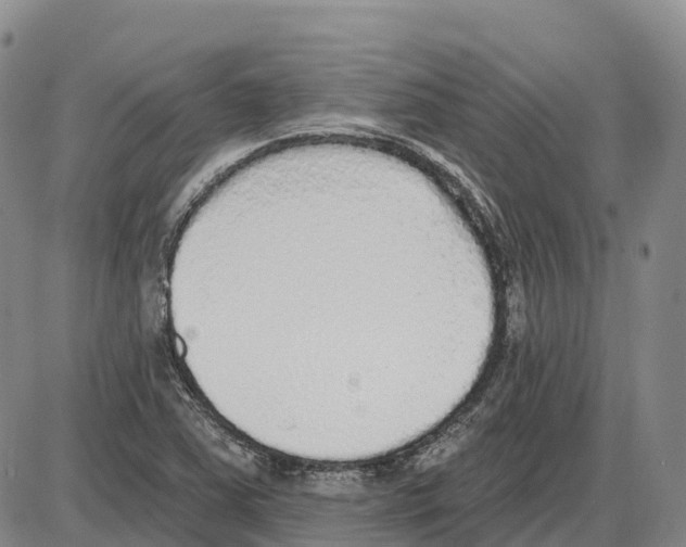 X0000085081363200704021426