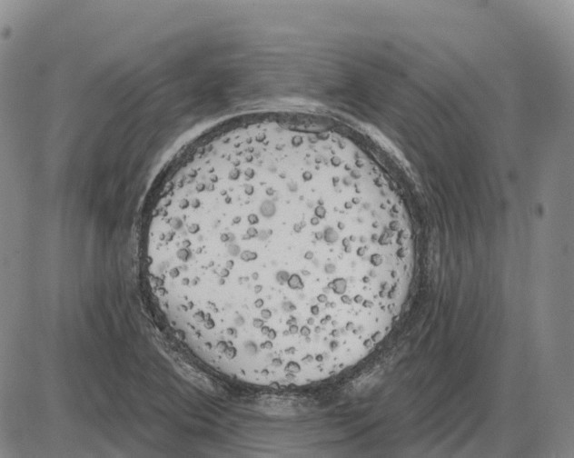 X0000085081364200704021426