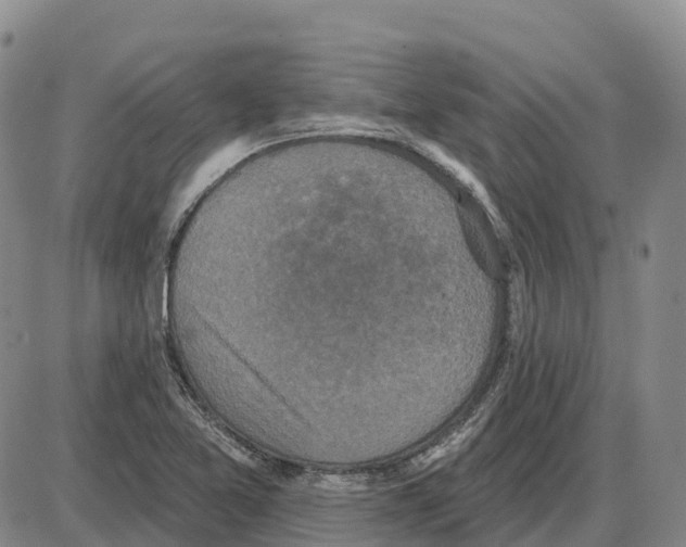 X0000085081365200704021426