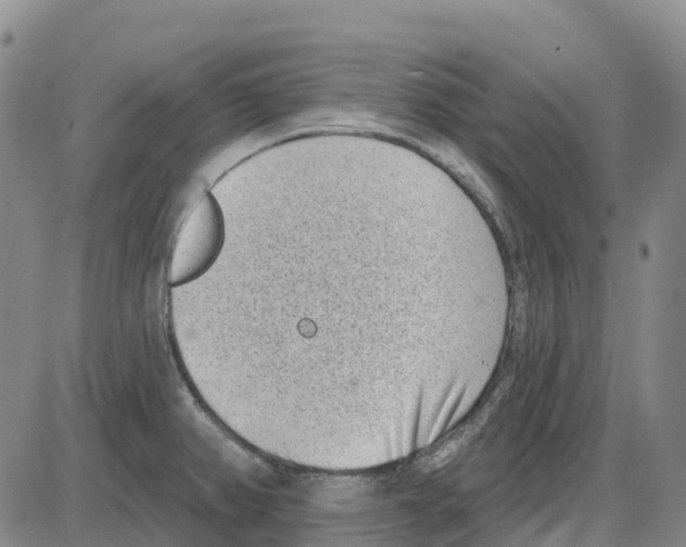 X0000085081382200704021425