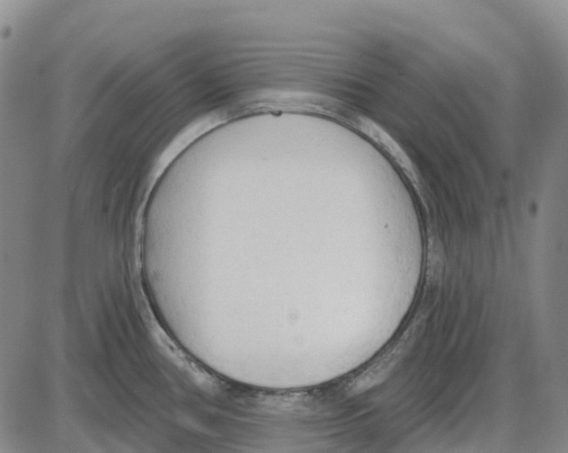 X0000085081386200704021425