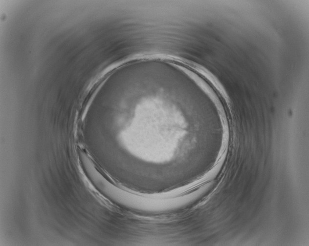 X0000085081388200704021425