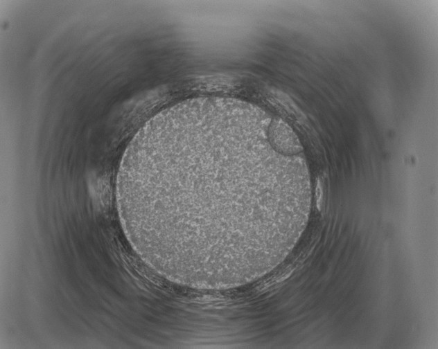 X0000085081395200704021424