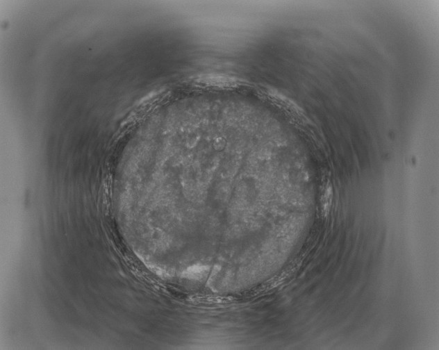 X0000085081397200704021425