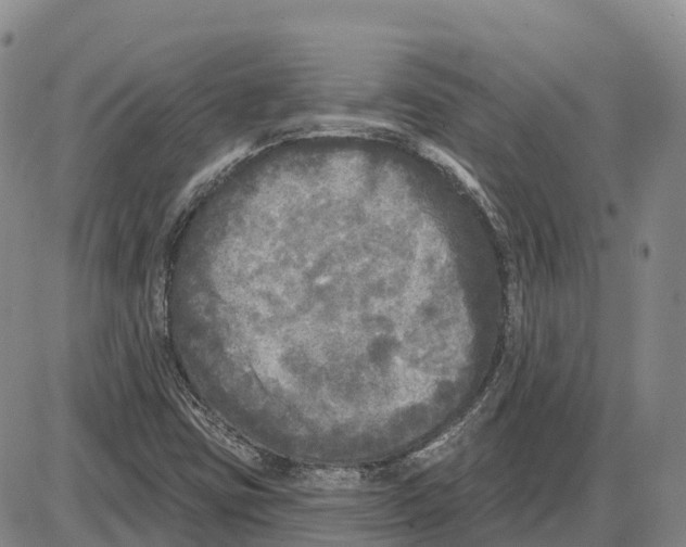 X0000085081403200704021425