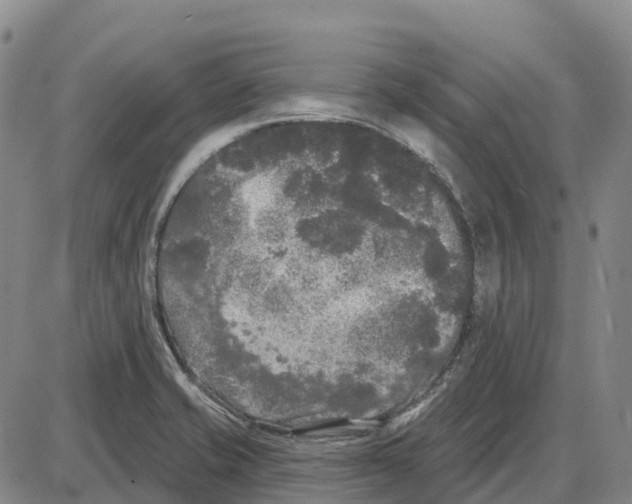 X0000085081421200704021425