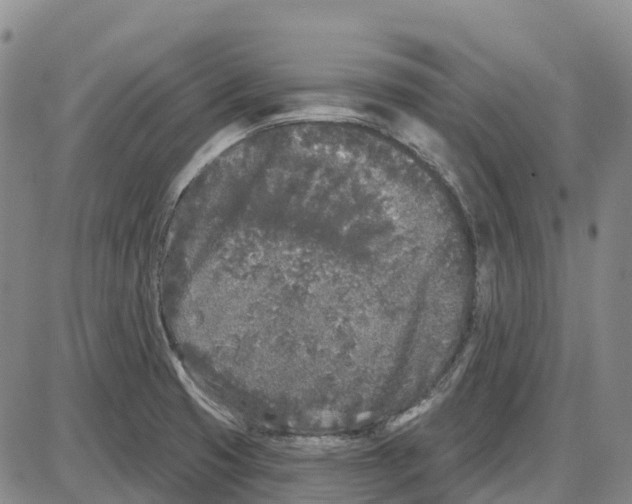 X0000085081425200704021425