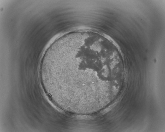 X0000085081429200704021425