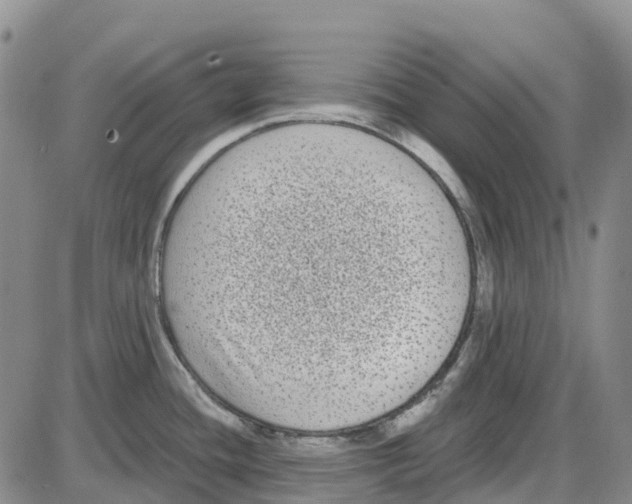 X0000085081436200704021425