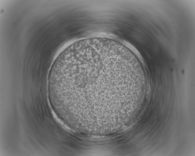 X0000085081439200704021425