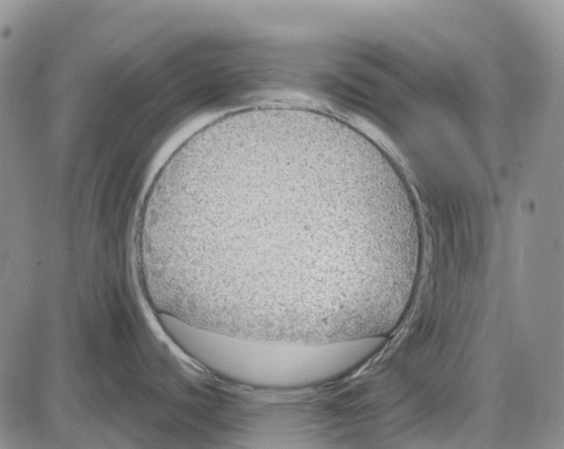 X0000085081440200704021425