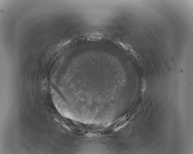 X0000085081445200704021424