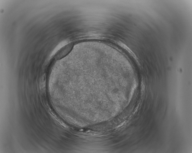 X0000085081450200704021424