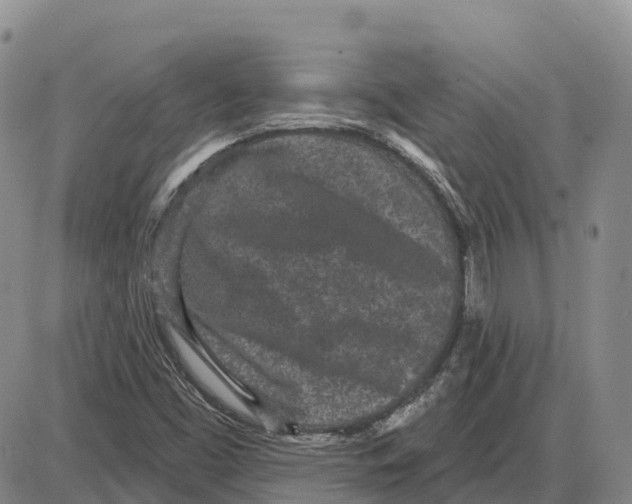 X0000085081453200704021424