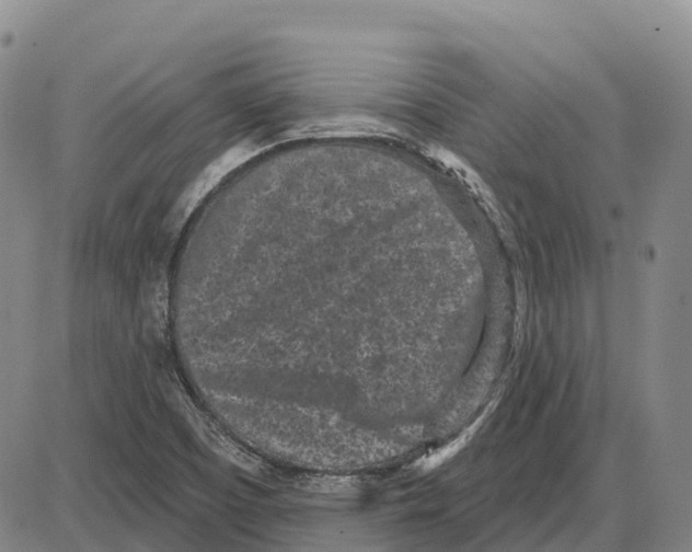 X0000085081457200704021424