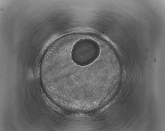 X0000085081459200704021424