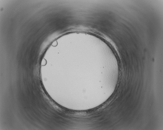 X0000085081464200704021424