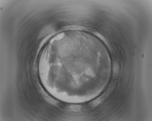 X0000085081466200704021424