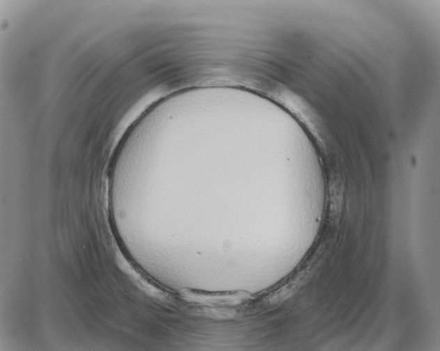 X0000085081476200704021424