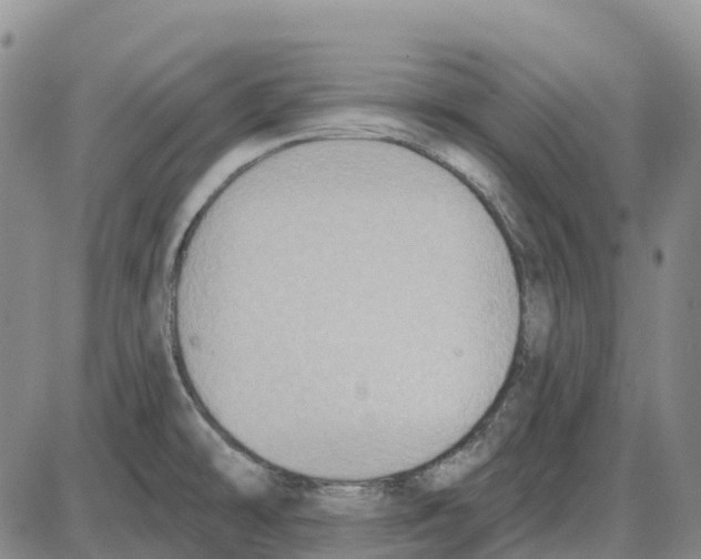 X0000085081478200704021424