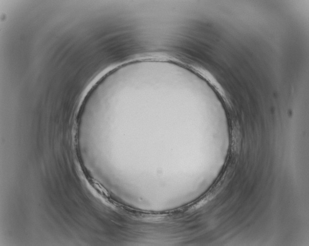 X0000085081484200704021424