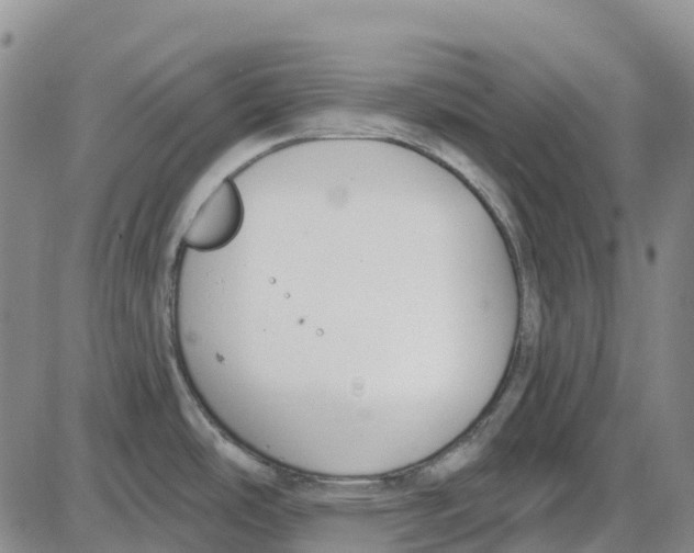 X0000085081486200704021424