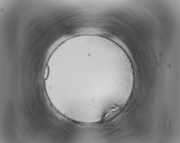 X0000085081488200704021424