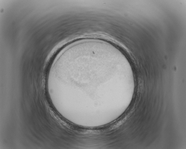 X0000085081506200704021423