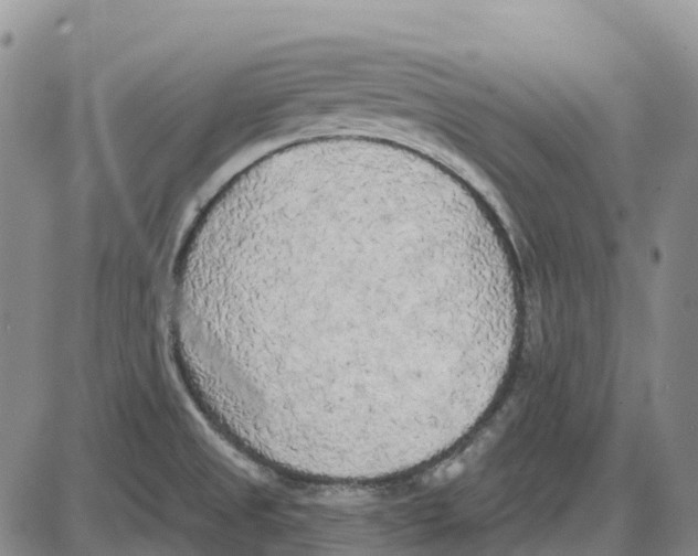 X0000085081525200704021423