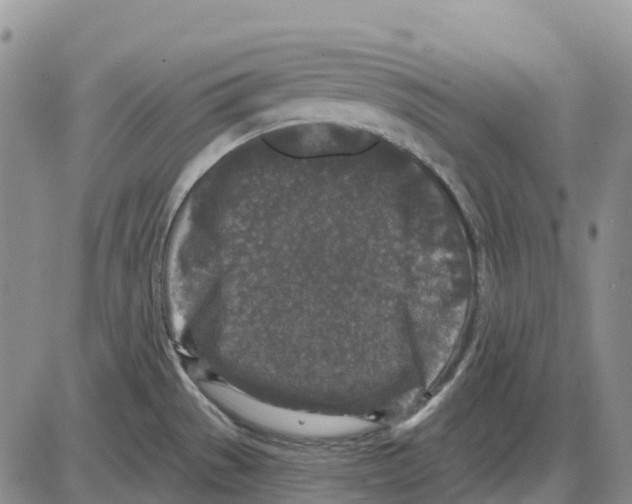 X0000085081529200704021424