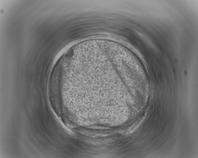 X0000085081533200704021424