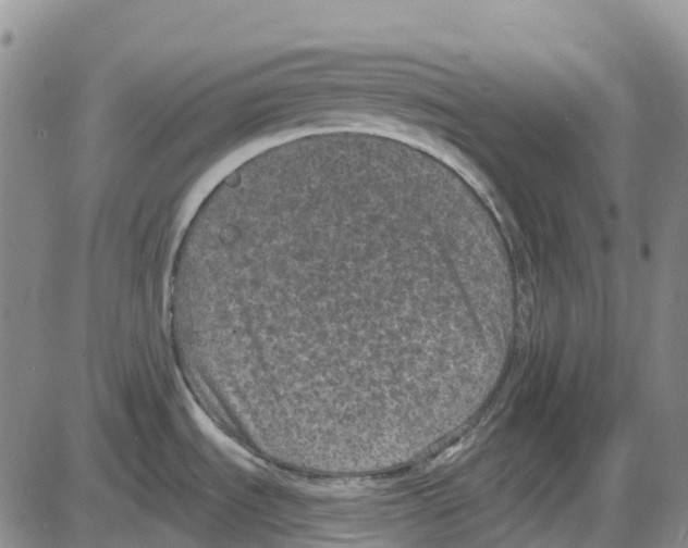 X0000085081535200704021424