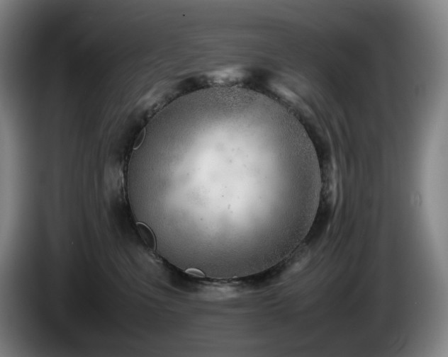 X0000085210523200703091141