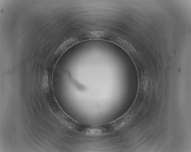 X0000085210220200703161227