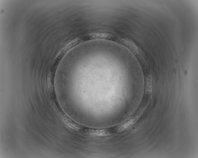 X0000085210377200703161225