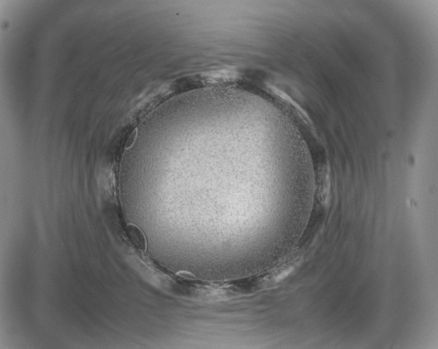 X0000085210523200703161222