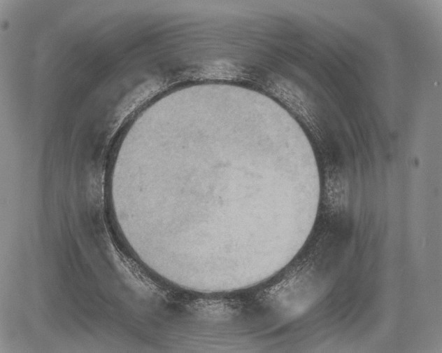 X0000085210534200703161221