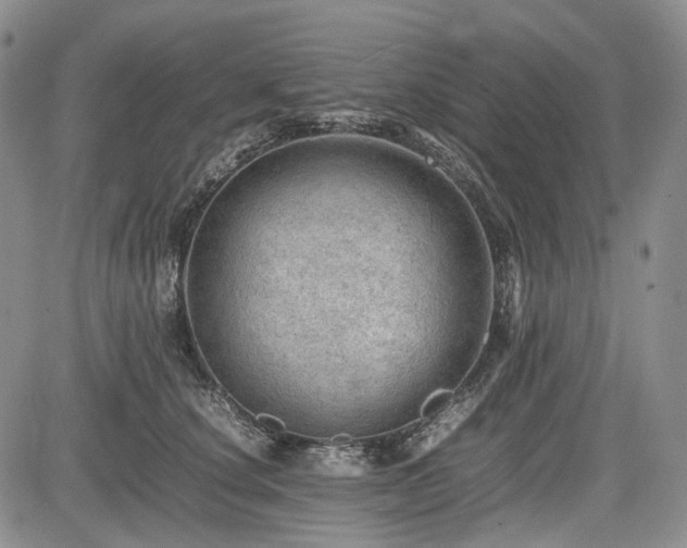 X0000085210660200703161220