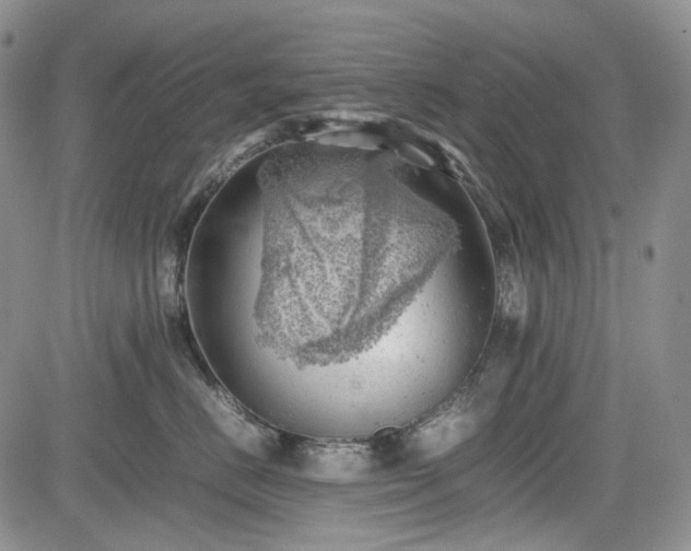 X0000085210670200703161220