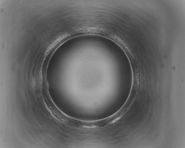 X0000085210674200703161220