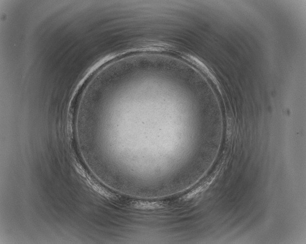 X0000085210835200703161217