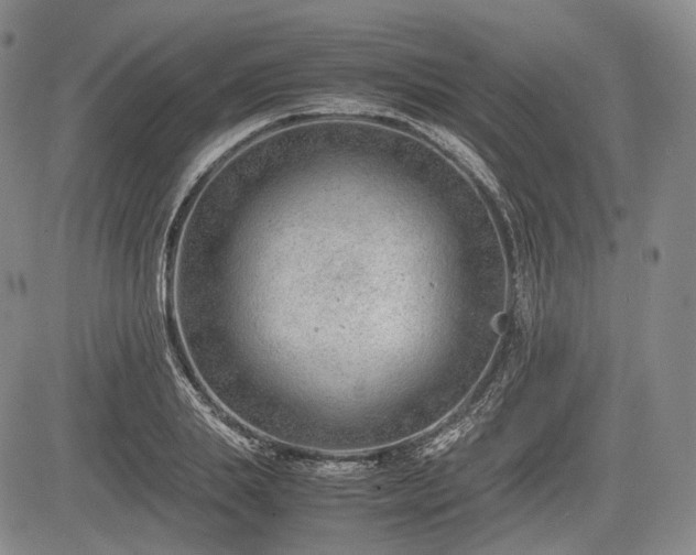 X0000085210839200703161217